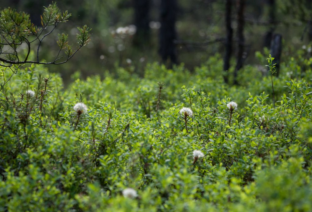 Mustarastaspoikue pomppii varvikkoon, kun kuljen koivikosta nuoreksi mäntymetsäksi muuttuvassa maastossa. Varsinaisella suolla reitti on enimmäkseen pitkostettu muttei muuten merkitty. Suopursuja, kukkivaa hillaa, vihreänä hohtavaa juolukkaa: tämä on aivan oikea suo Helsingissä! Liikenteen melu kuuluu joka paikkaan, mutta keskelle aluetta se kantautuu melko vaimeana.