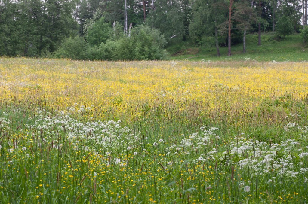 Itäväylän länsipuolella pyörätie kulkee pitkin laakeaa laaksoa, jonka niityillä kukkivat jo leinikit ja kurjenpolvet. Pyörällä pääsee perille, ja matkalla on muutama penkkikin levähdyspaikaksi. Varispari ja harmaalokki ajavat suuren kanahaukkanaaraan metsän sisään. Itäväylän itäpuolella niityt jatkuvat hetken, Linnavuorenpuiston korkean kummun jälkeen alkaa Vartiokylänlahden pohjan metsä.