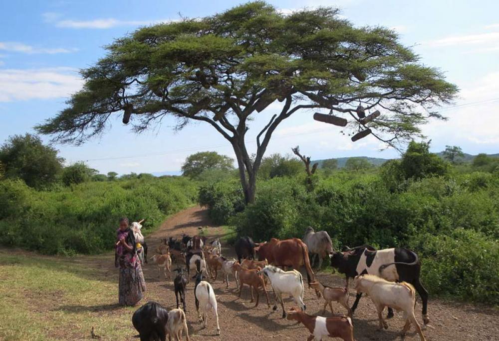 Karjaa Etiopiassa