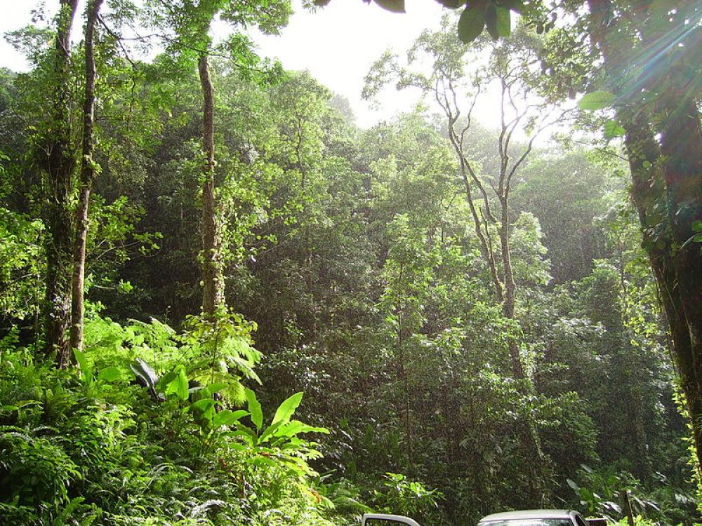 Trooppista metsää Martiniquessa.
