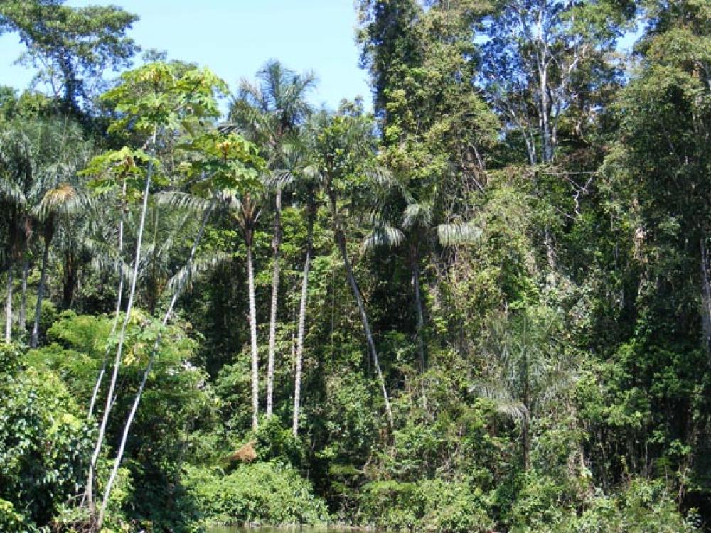 Amazonin sademetsää.