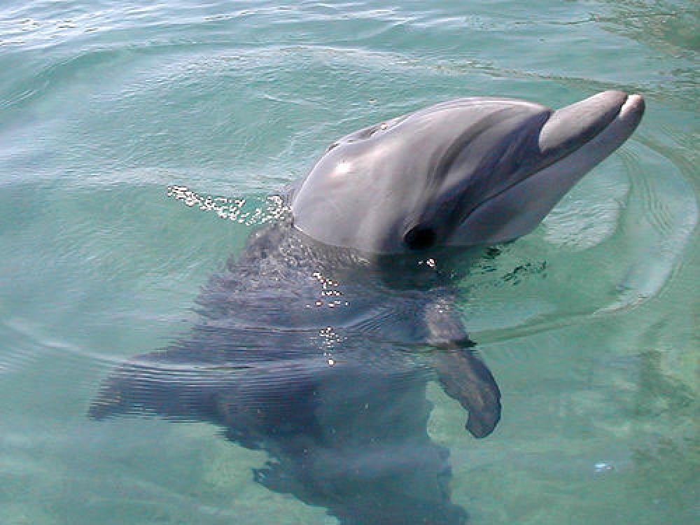 Delfiini.