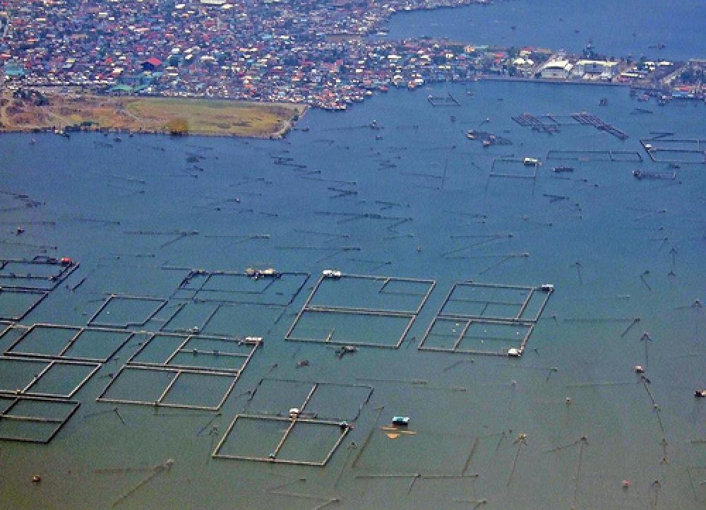 Kalankasvattamoja Filippiineillä.