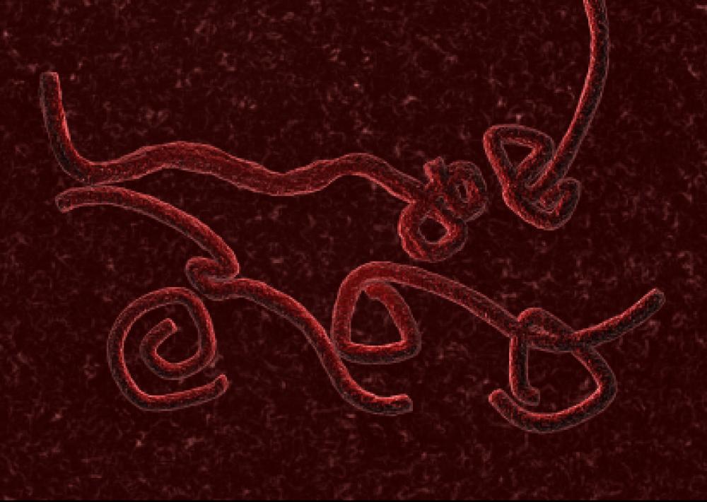 Ebola-virus.