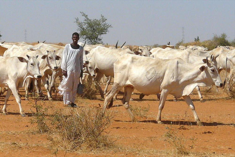 Karjaa Khartumissa.