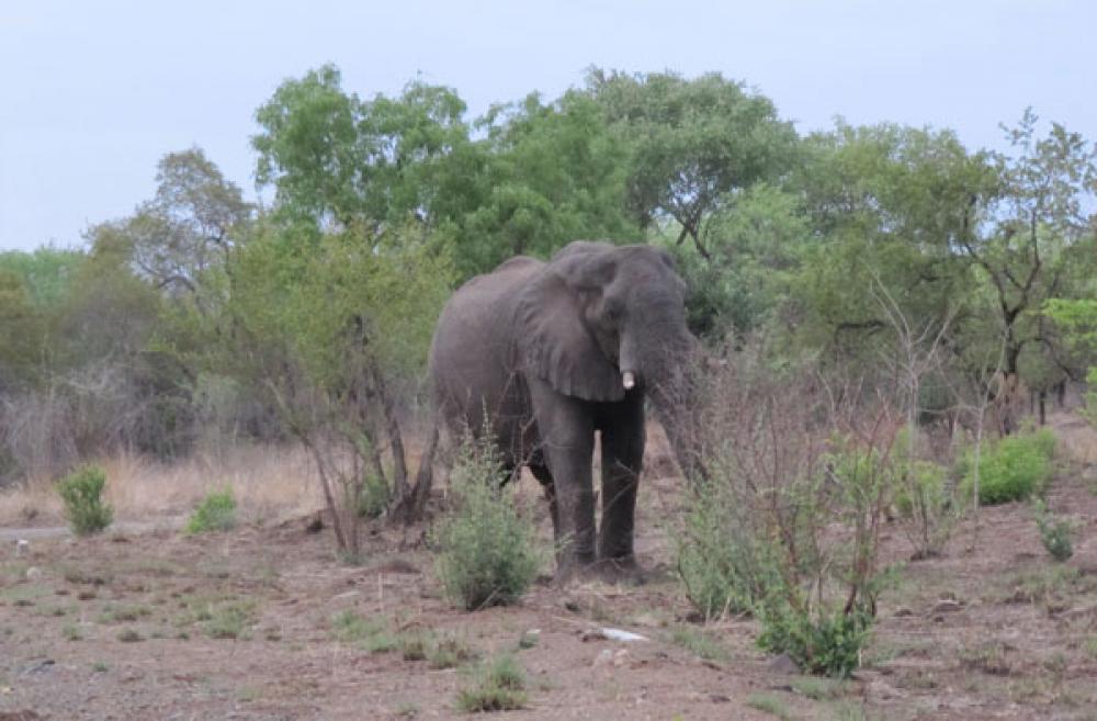 Elefantti Sambiassa.