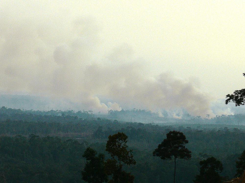 Indonesian metsäpalo.