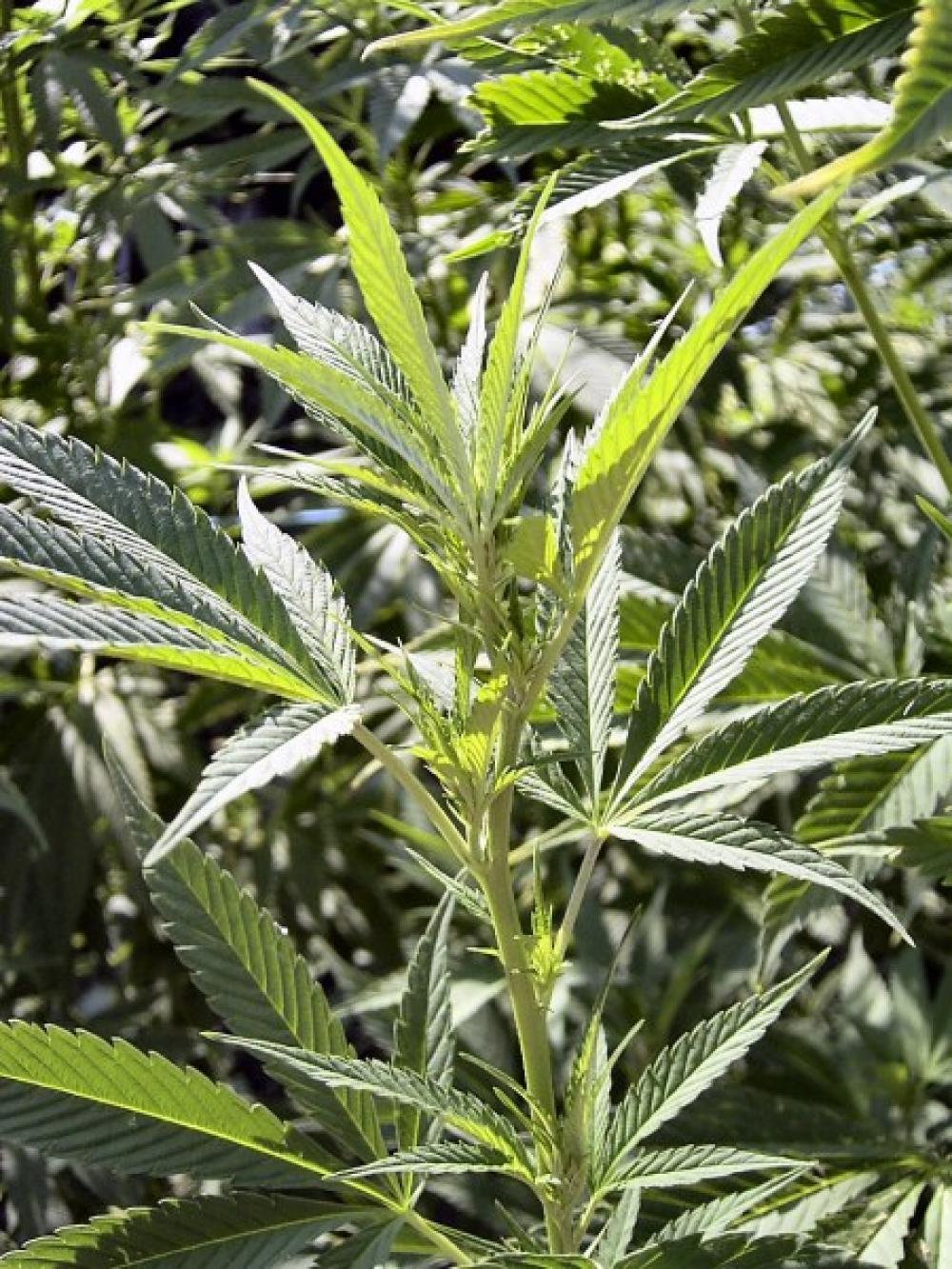 Kannabis-kasvi.